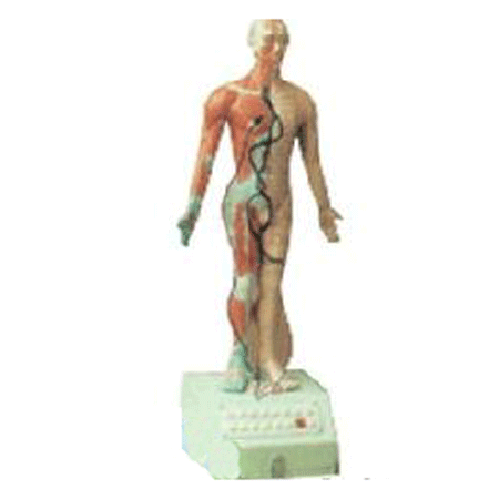 康人 電動(dòng)語(yǔ)言十四針灸模型 高85cm