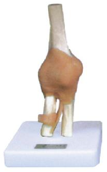 康人 膝關節(jié)功能模型 KAR/11209-5