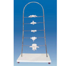  寰、樞、頸、胸、腰椎模型KAR/11136  