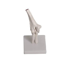  肘關節(jié)模型KAR/11201-2  