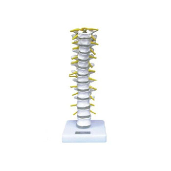  胸椎模型KAR/11108  