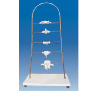  寰、樞、頸、胸、腰椎模型KAR/11136  