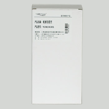 益聯(lián)喉解剖模型YLM/A301 