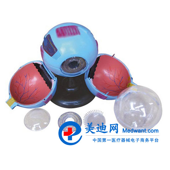 益聯(lián)  眼結構放大模型  YLM2095