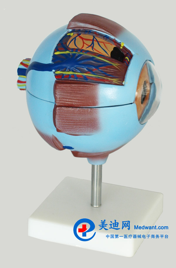 益聯(lián)  眼結構放大模型  YLM2095