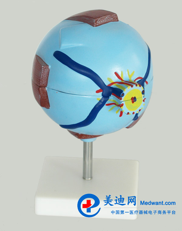 益聯(lián)  眼結構放大模型  YLM2095