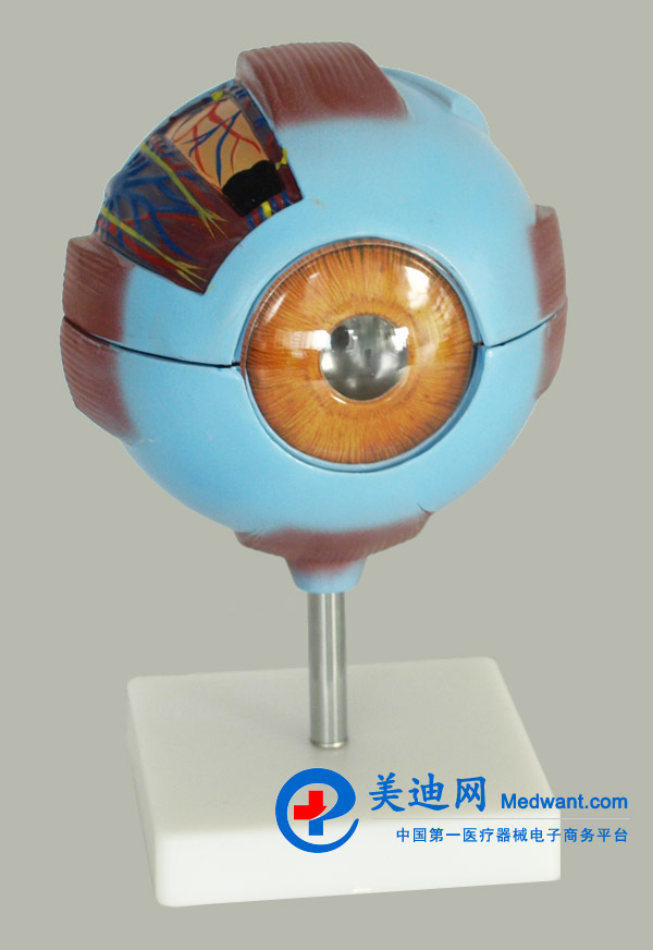 益聯(lián)  眼結構放大模型  YLM2095