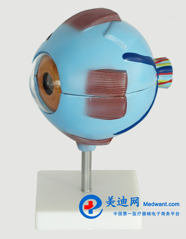 益聯(lián)  眼結構放大模型  YLM2095