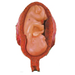 中弘高級(jí)妊娠胚胎發(fā)育過(guò)程模型 ZH-32008